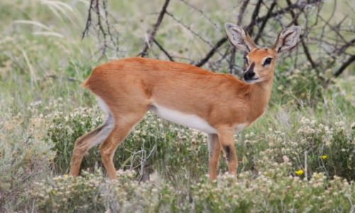 Zdjęcie NAMIBIA / Etosha National Park / Etosha / Antylopa steenbok