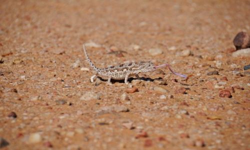 Zdjcie NAMIBIA / Namib Desert / Namib Desert / Na wycignicie jzyka