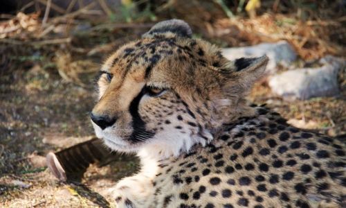 Zdjcie NAMIBIA / Kaokoland / Cheetah Farm Otjitotongwe / Gepard