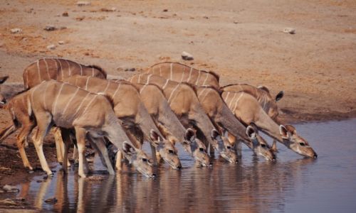 Zdjecie NAMIBIA / Kunene / Park Narodowy Etosha / Kudu u wodopoju