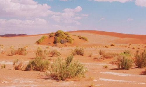 Zdjcie NAMIBIA / Sossuslei / Park Narodowy Nukluft / Ziele pustyni
