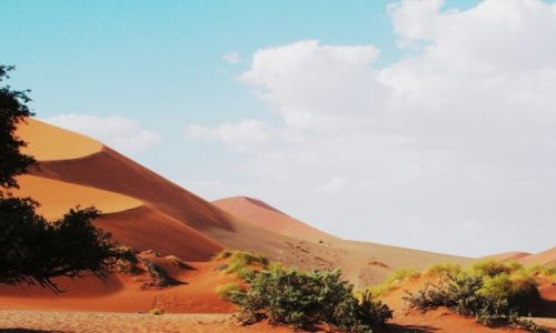 Zdjcie NAMIBIA / Sossuslei / Park Narodowy Nukluft / Ziele pustyni