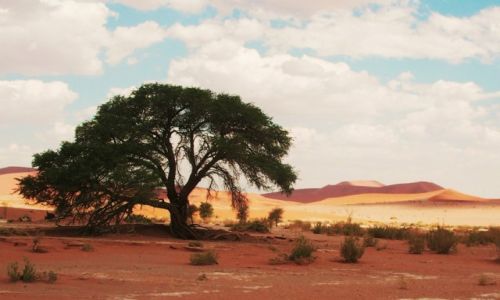 Zdjcie NAMIBIA / Sossuslei / Park Narodowy Nukluft / Ziele pustyni