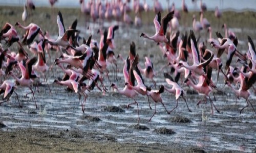 Zdjcie NAMIBIA / Skeleton Coast / Walvis Bay / Flamingi Walvis Bay