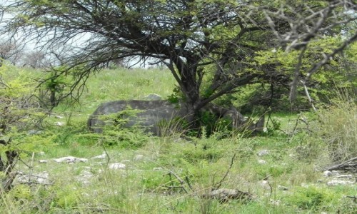 Zdjęcie NAMIBIA / Etosha / Etosha National Park / Sleeping Giant