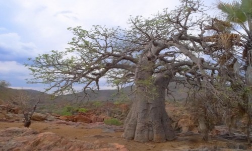 Zdjecie NAMIBIA / Kaokoland / Nad rzek Kunene / Dla Baobab-ki