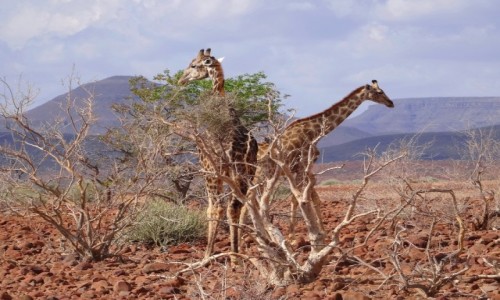 Zdjecie NAMIBIA / Etosha  / Gdzie przy drodze / Kocham yrafy!