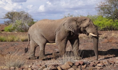 Zdjecie NAMIBIA / Etosha / 10 m od mojego namiotu / So jaki jest... ale...