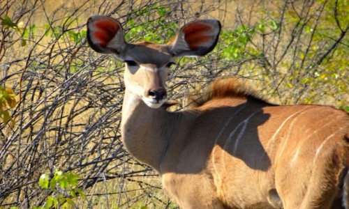 Zdjecie NAMIBIA / Etosha / gdzie na terenie parku / Usyszy wszystko - kudu