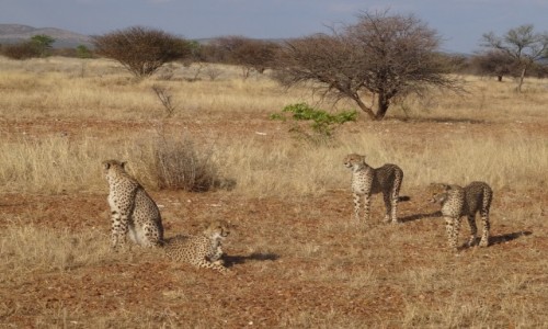 Zdjecie NAMIBIA / Etosha / rezerwat / Gdy pojawio si ich wicej, niektrym nie byo ju do smiechu :)