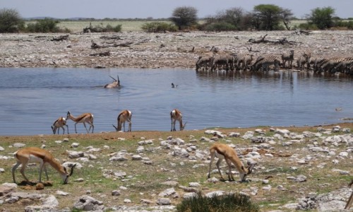 Zdjęcie NAMIBIA / Etosha / Przy wodopoju / Przy wodopojach ciagle zmieniały się stada zwierząt