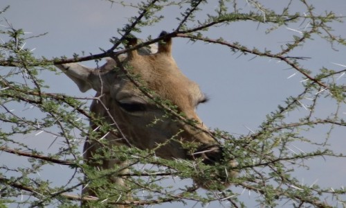Zdjecie NAMIBIA / Etosha / Gdzie przy drodze / Jestem taka pikna...