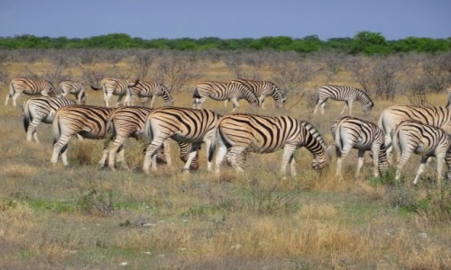 Zdjecie NAMIBIA / Etosha / Na sawannie / Pupcie w paski