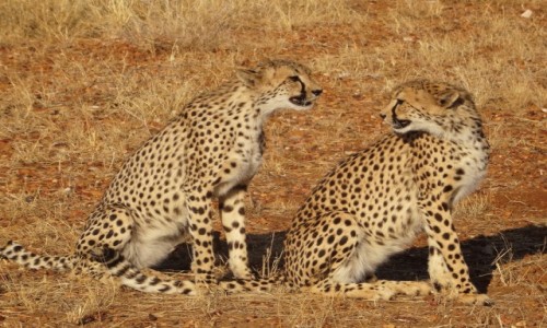 Zdjecie NAMIBIA / Etosha / rezerwat / Aaa, kotki dwa...