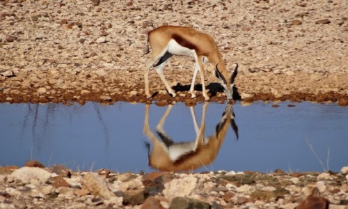 Zdjecie NAMIBIA / Etosha / May wodopj / Urocze springboki