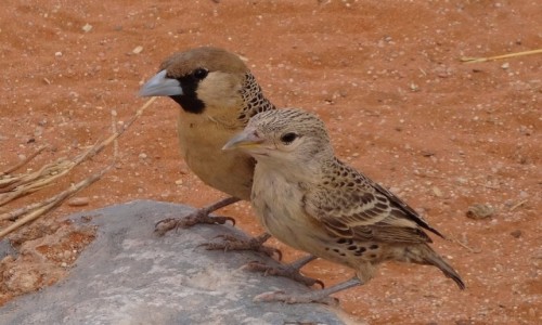 Zdjcie NAMIBIA / Kaokoland / gdzies po drodze / Pan i pani wikacz
