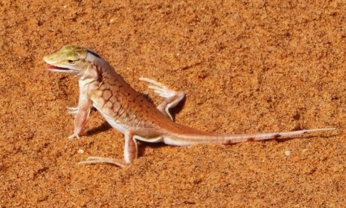 Zdjcie NAMIBIA / Pustynia Namib / okolice Swakopmund / W poszukiwaniu 
