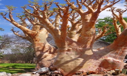 Zdjcie NAMIBIA / Kaokoland / camping / Drzewo masowe