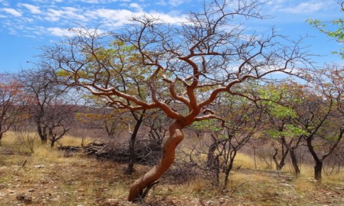 Zdjcie NAMIBIA / Kaokoland / okolice Opuwo  / Drzewko kamforowe
