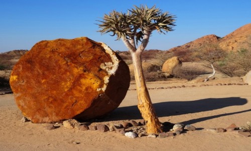 Zdjecie NAMIBIA / Namibia pnocna / Gdzie w okolicy campingu / Drzewko koczanowe