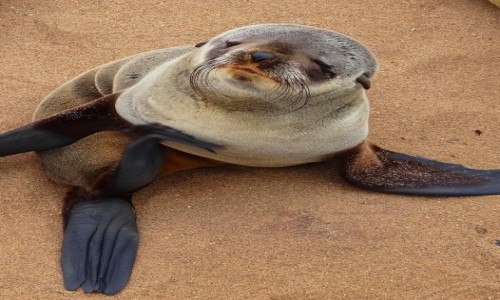 Zdjecie NAMIBIA / Wybrzee Szkieletowe / Cape Cross / Gdzie jest moja mamusia?