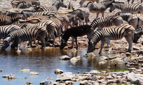 Zdjecie NAMIBIA / Etosha / Wodopj przy kempingu Okaukejo / Czarna owca (?)