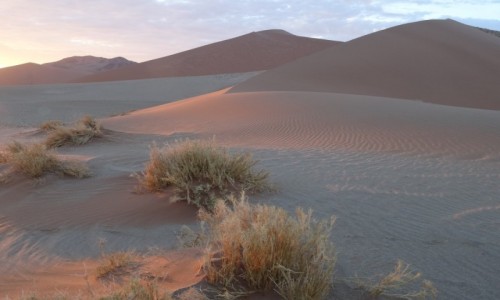 Zdjecie NAMIBIA / Pustynia Namib / Park Narodowy Namib Naukluft, pod wydm 45 / Kolory pustyni o brzasku 3