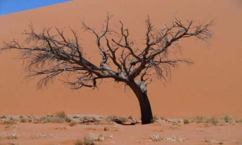 Zdjecie NAMIBIA / Pustynia Namib / Dolina mierci / drzewo