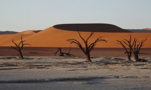 Zdjecie NAMIBIA / Pustynia Namib / Sossusvlei / W sossusvlei suchych drzewek dostatek