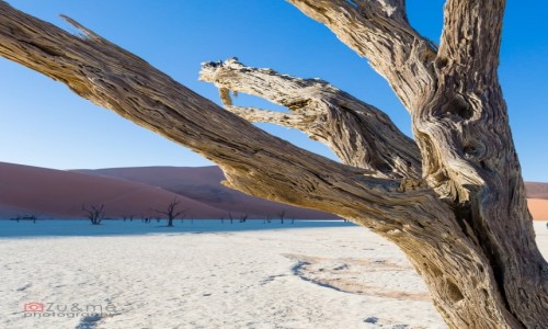 Zdjecie NAMIBIA / Hardap / Dead vlei / Dolnia mierci