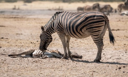 Zdjcie NAMIBIA / Kunene / Etosha National Park / Till the death do us part