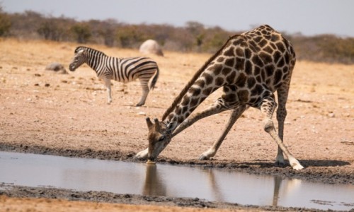 Zdjecie NAMIBIA / Kunene / Etosha National Park / Pijca yrafa