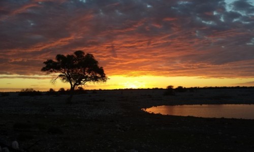 Zdjcie NAMIBIA / Park Narodowy Etoszy / Sawanna / Wieczr 