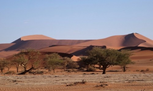 Zdjecie NAMIBIA / Park Narodowy Namib Naukluft / Namib / Dla odmiany : Czar Pustyni Namib