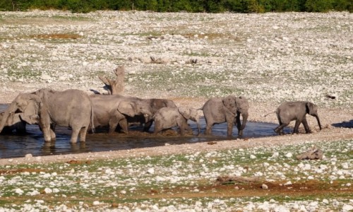 Zdjecie NAMIBIA / PN ETOSHA / teren parku / Gdy nadjechalimy stadko soni radonie taplao si w wodzie