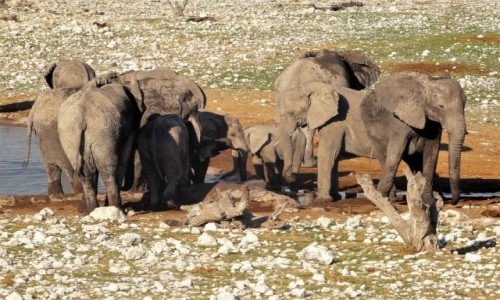 Zdjcie NAMIBIA / PN ETOSHA / teren parku / Na nasz widok starsze sonie natychmiast osoniy maluchy