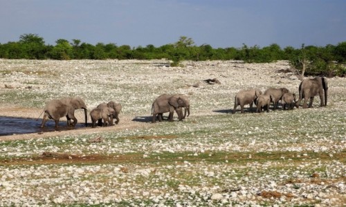 Zdjcie NAMIBIA / PN ETOSHA / teren parku / Na znak dany przez przewodniczk stado zaczo opuszcza jeziorko
