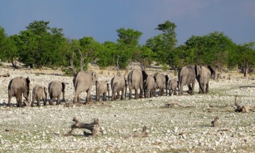 Zdjecie NAMIBIA / PN ETOSHA / teren parku / ... i w grzecznym rzdku oddalio si od nas