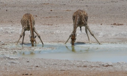 Zdjecie NAMIBIA / Park Etosha / bajorko / joga