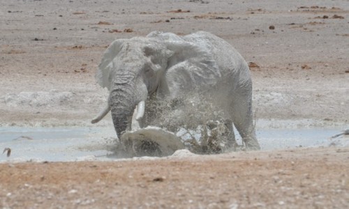 Zdjecie NAMIBIA / Park Etosha / bajorko / upa