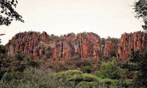 Zdjecie NAMIBIA / Park Narodowy Waterberg / U podna Paskowyu Waterberg / Kolorowy zawrt gowy - czyli to, co lubi