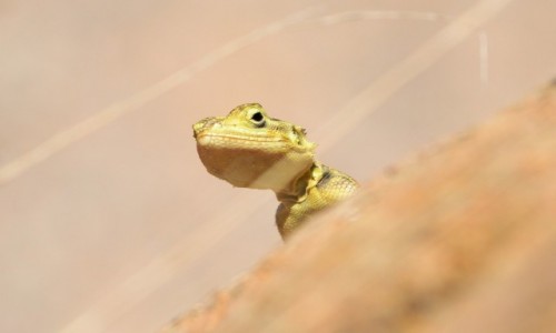 Zdjecie NAMIBIA / Gra Brandberg / wwz White Lady / Zagldaczka