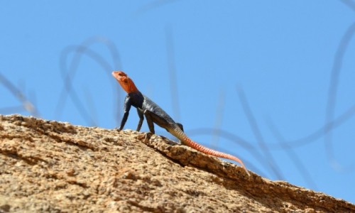 Zdjecie NAMIBIA / Gra Brandberg / wwz White Lady / Namibijska agama skalna - samiec
