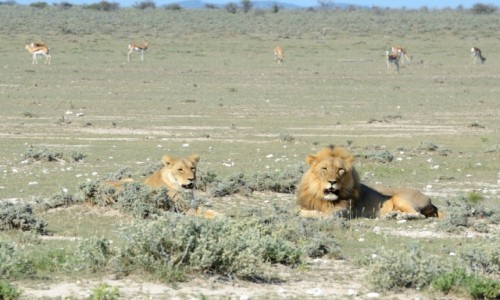 Zdjecie NAMIBIA / Ovamboland / Etosha Park / Kociaki