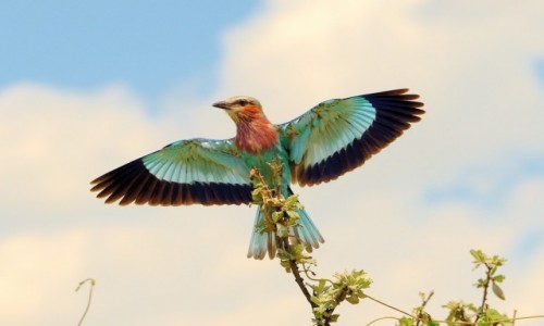 Zdjecie NAMIBIA / Etosha / Park Narodowy Etosha / Rozpostarte skrzyda