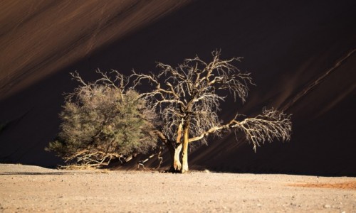 Zdjecie NAMIBIA / Park Narodowy Namib Naukluft / Wydma 45 / Namibia