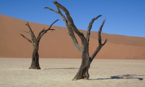 Zdjcie NAMIBIA /  Sossusvlei / Dead Vlei / Dead Vlei