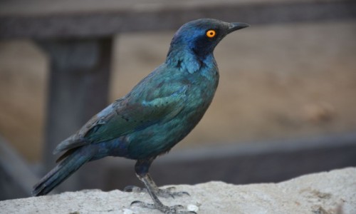 Zdjcie NAMIBIA / Pnocna Namibia / Park Narodowy Etosha / Halali / Byszczak Stalowy