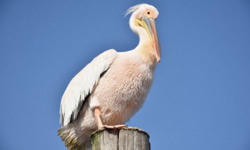 Zdjcie NAMIBIA / Zachodnia Namibia / Zatoka Walvis Bay / Pan Pelikan