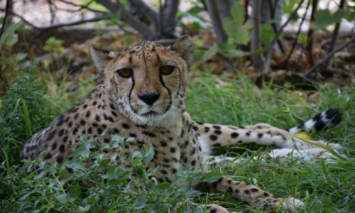 Zdjcie NAMIBIA / Pnocna Namibia / Kamanjab / Farma Otjitotongwe  / Kociak dla 